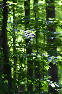 Sunlight filtering through green leaves, casting peaceful shadows on a forest floor.