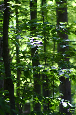 Sunlight filtering through green leaves, casting peaceful shadows on a forest floor.