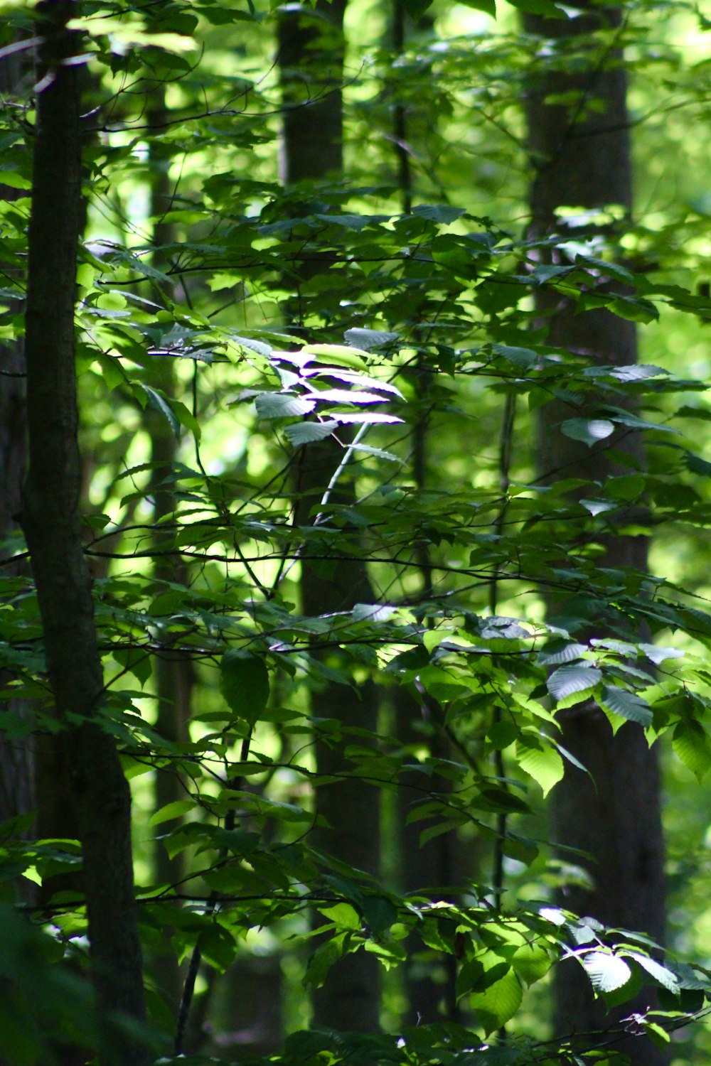 a forest filled with lots of green trees