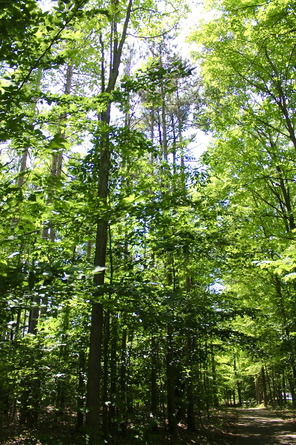 a dirt road in the middle of a forest