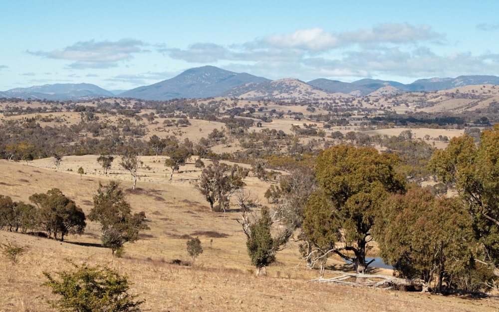 a grassy field with trees and mountains in the background