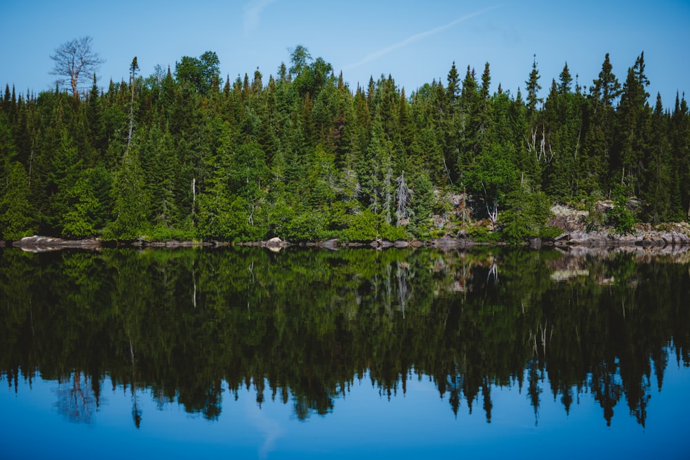 a large body of water surrounded by trees