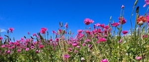 Wildflower Bliss