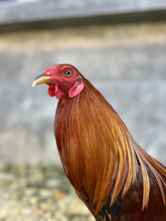 A close-up of a proud Redfox Grey game fowl standing tall on the farm.