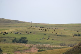 A wide, open field with numerous cows scattered across the grassy landscape. The terrain is gently rolling, and the grass transitions from a richer green to a lighter shade as the landscape stretches into the distance. A few small trees or bushes are visible, adding variety to the otherwise open space.