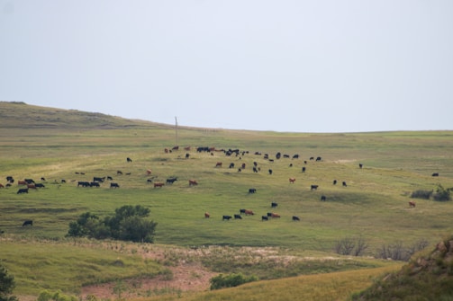 A wide, open field with numerous cows scattered across the grassy landscape. The terrain is gently rolling, and the grass transitions from a richer green to a lighter shade as the landscape stretches into the distance. A few small trees or bushes are visible, adding variety to the otherwise open space.