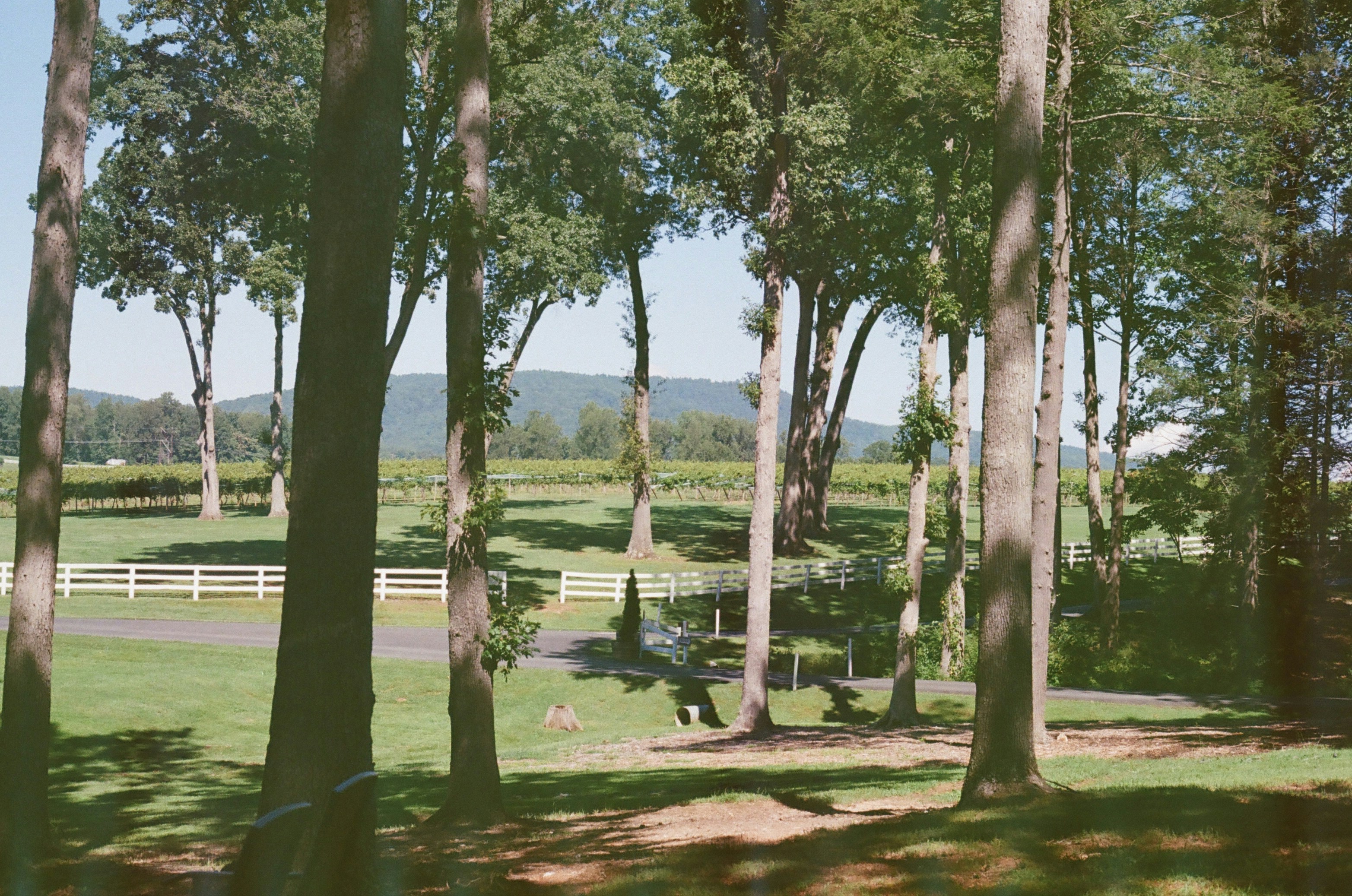 a group of animals walking through a lush green forest