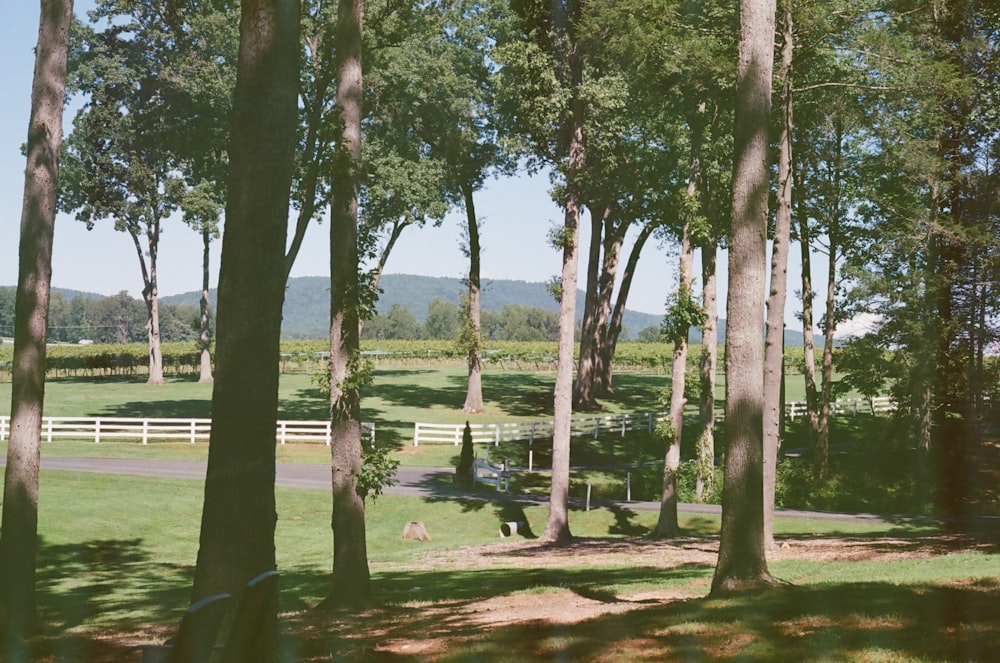 a group of animals walking through a lush green forest