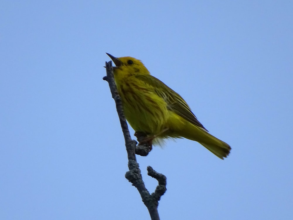 Un uccello giallo appollaiato sulla cima di un ramo di un albero