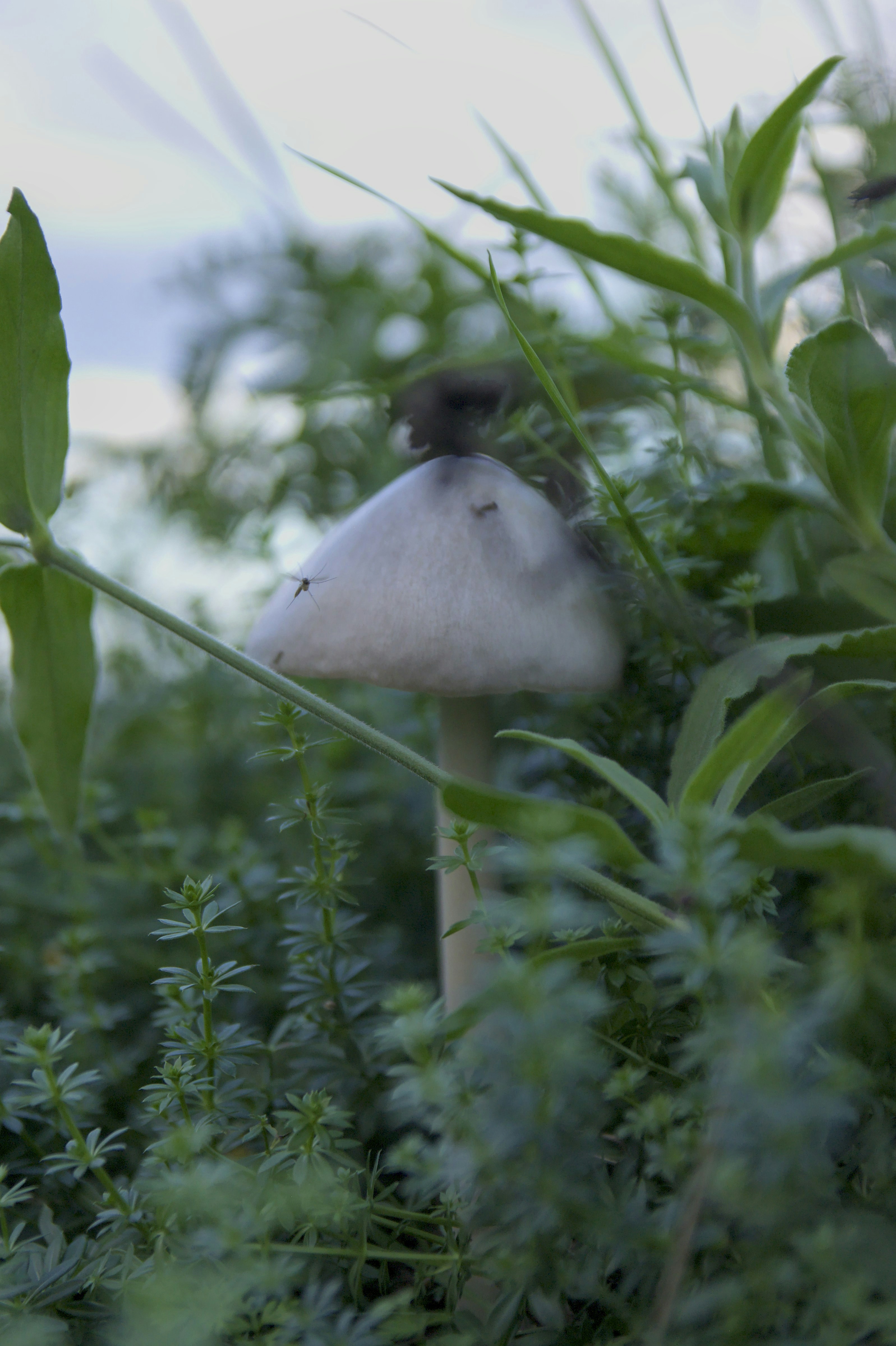 Ein Pilz, der auf einem üppig grünen Feld sitzt
