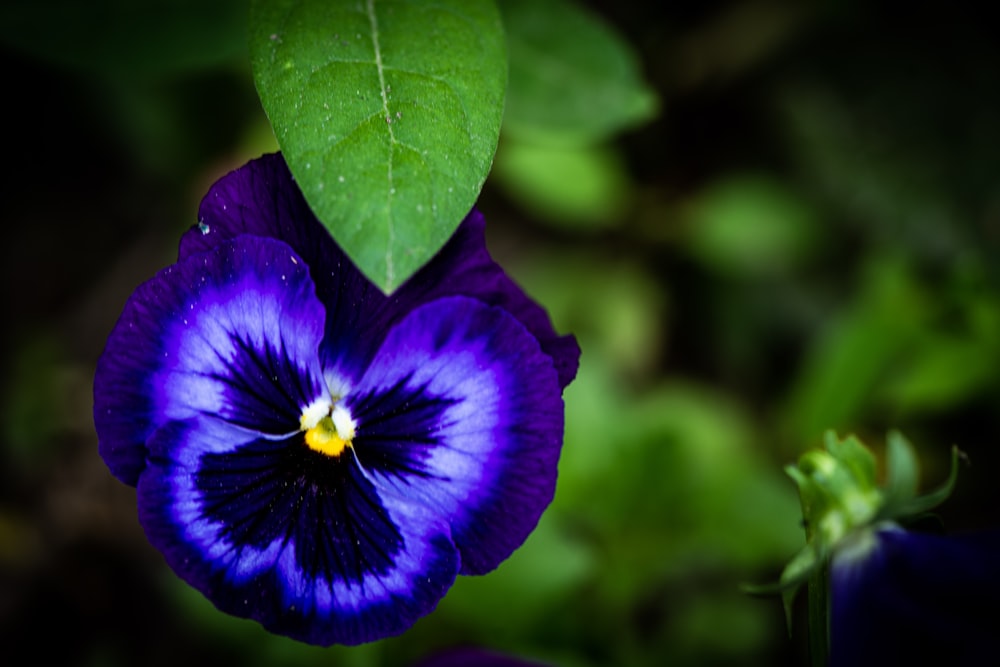 a purple flower with a green leaf in the background