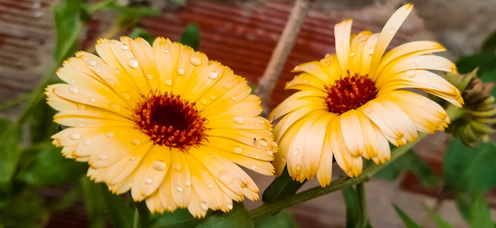 two yellow flowers with drops of water on them