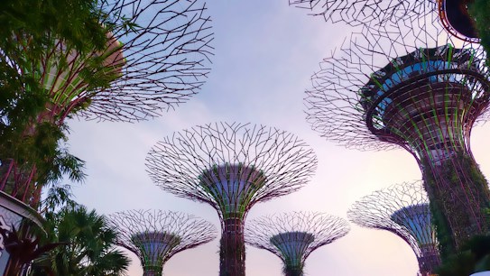 Rising vertical structures with intricate, web-like designs stand against a soft, pastel sky. These large, artificial trees are part of a futuristic garden setting. Greenery and plants climb and drape around the bases of the structures.