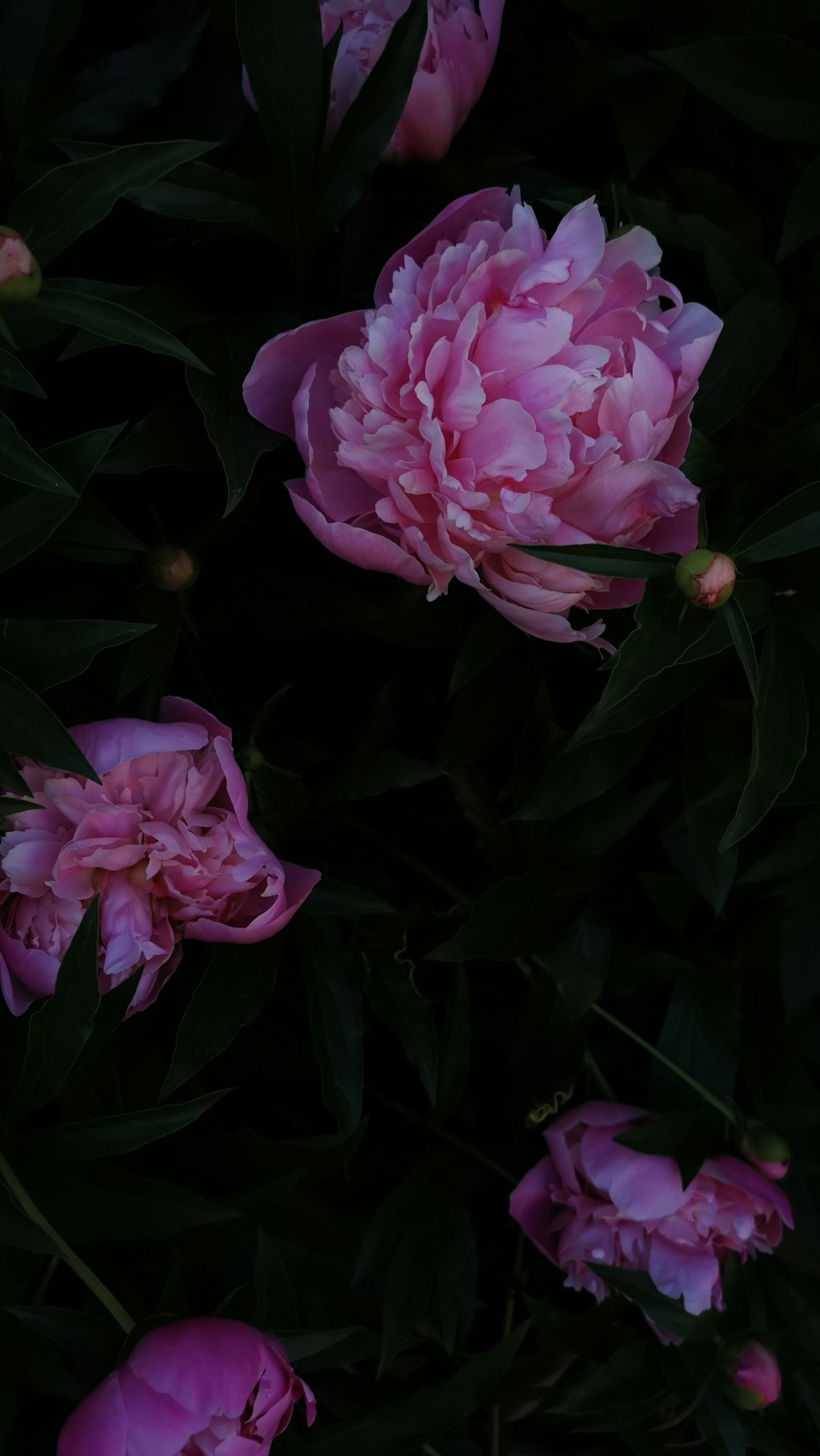 a bunch of pink flowers that are in the dark
