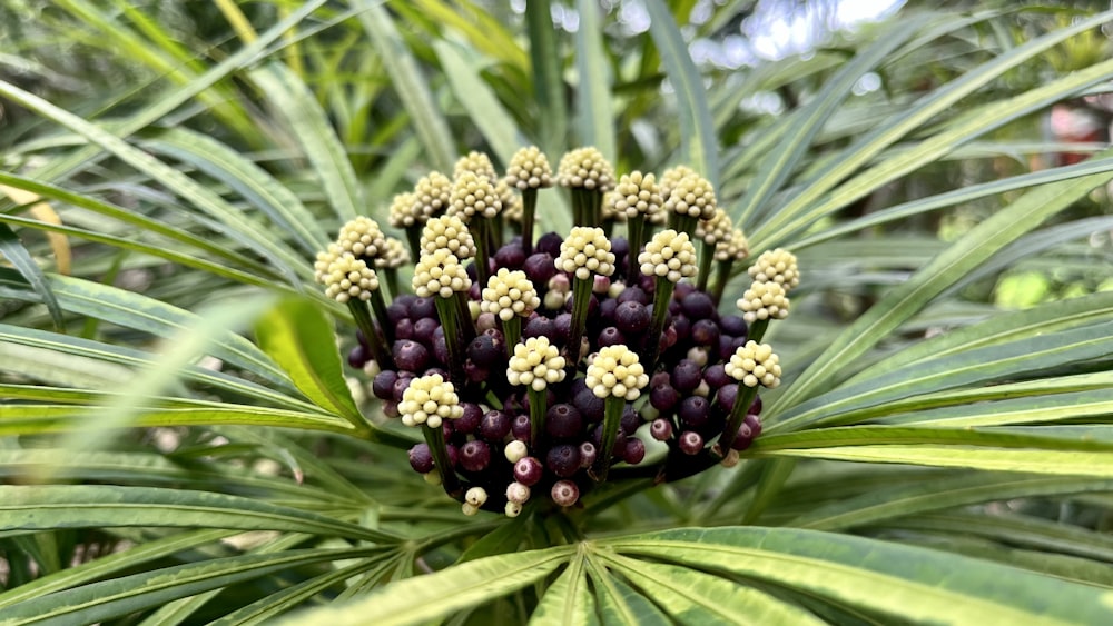 a close up of a bunch of flowers on a plant