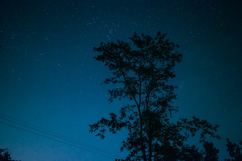 the night sky with stars above a tree