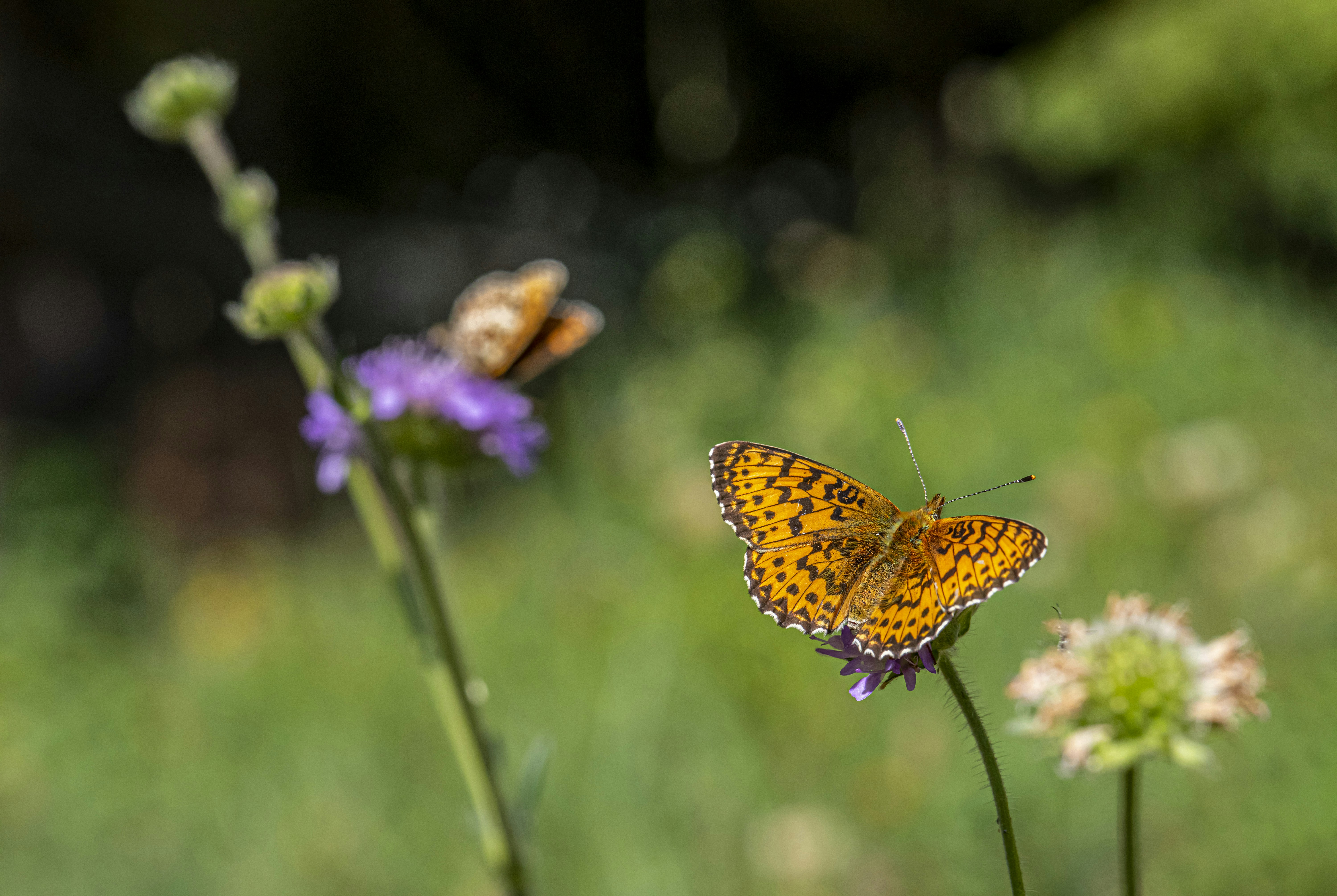 Photo by erik_karits