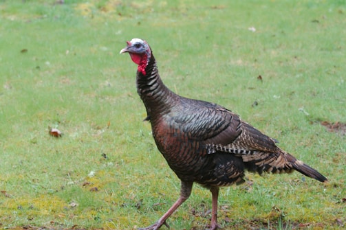A wild turkey stands on a grassy field. The bird has a prominent red wattle and an intricate pattern of dark brown feathers with hints of iridescent green and bronze. The ground is patchy with areas of moss and sparse grass.