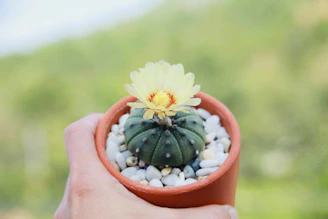A rustic terracotta pot holding a spiky cactus with tiny yellow flowers blooming.