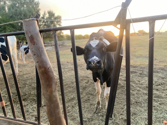 A cow stands behind a metal fence on a farm. The sunlight casts a warm glow over the scene, with fields and trees visible in the background. The cow has black and white markings and gazes curiously at the camera. The fence is slightly weathered, indicating outdoor exposure.