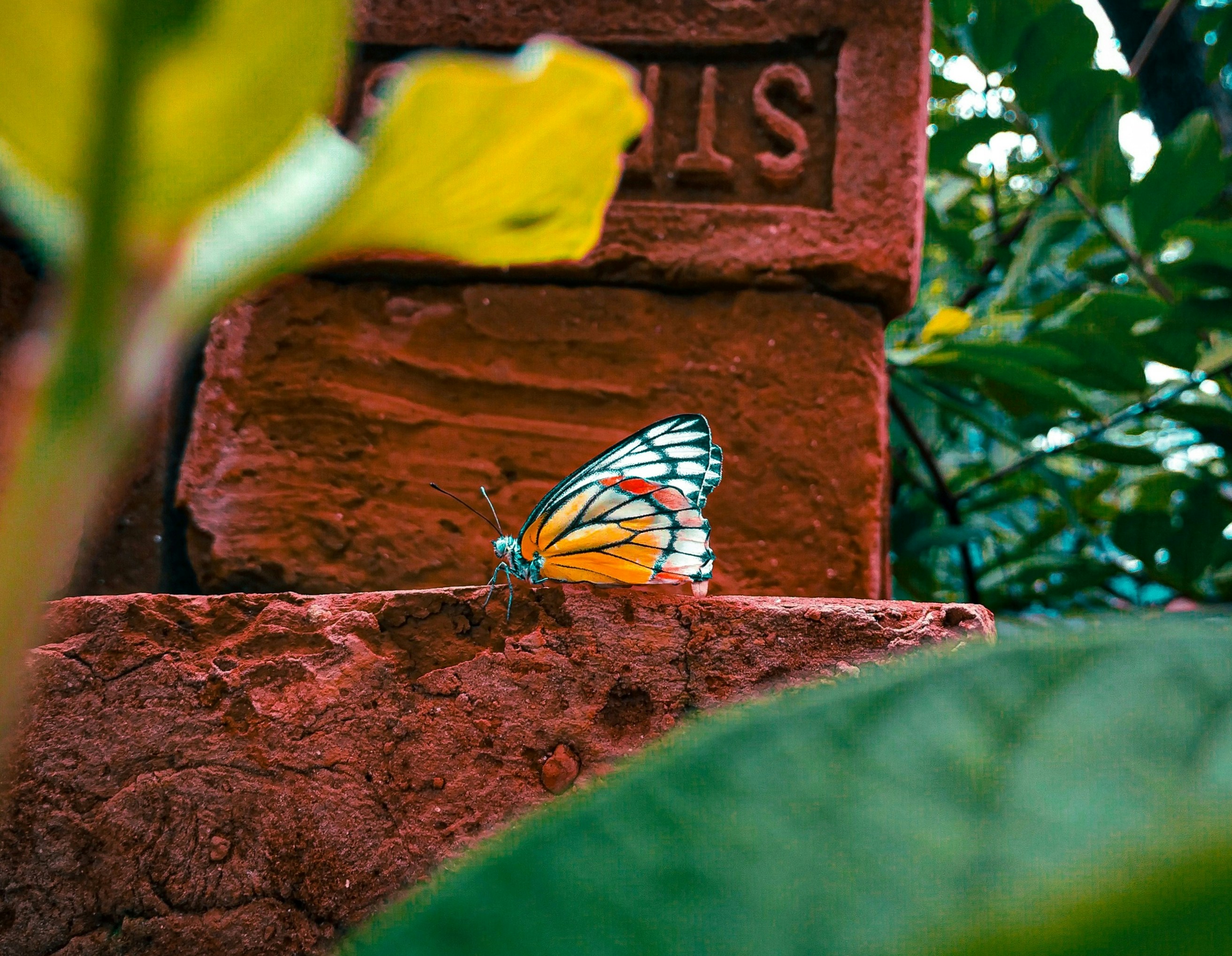 Butterfly photo edit