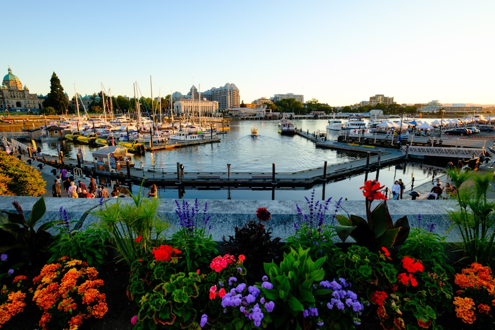 a harbor filled with lots of boats and lots of flowers