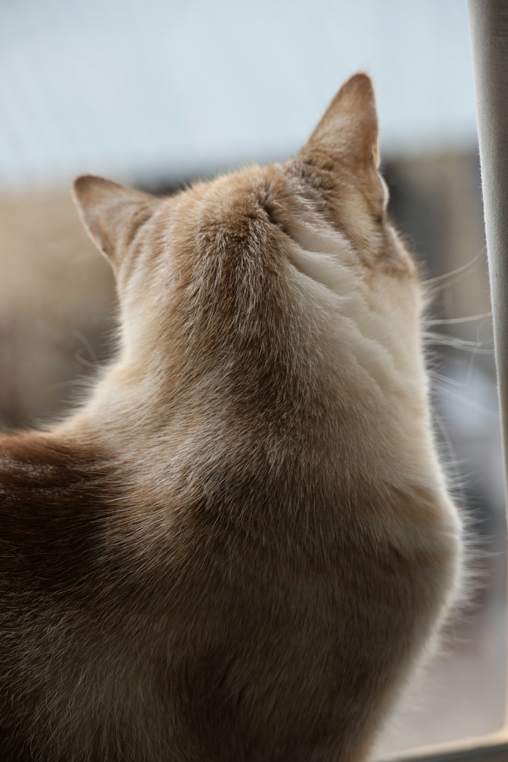 a cat is looking out of a window