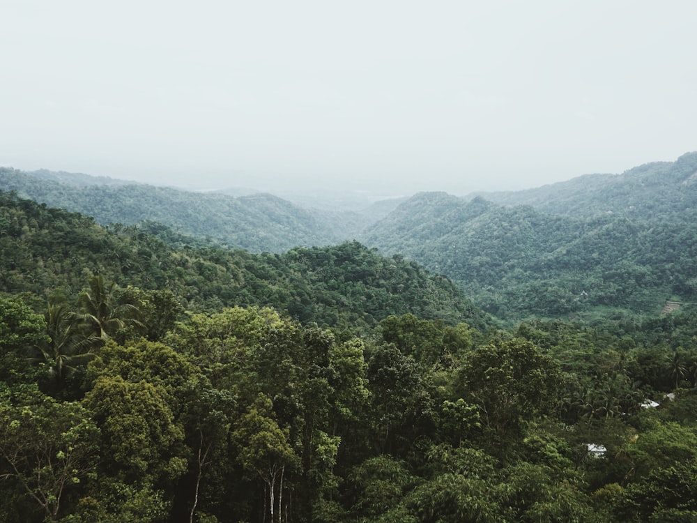 a lush green forest filled with lots of trees