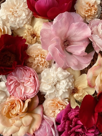 A vibrant mix of rose varieties showcasing the rich colors grown by Madrid Flowers.