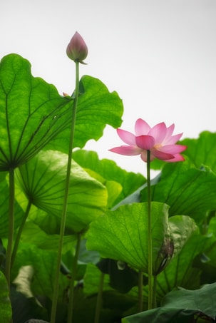 A vibrant pink lotus flower is in full bloom among large, lush green leaves. Another flower bud stands tall beside the blooming lotus. The soft lighting creates a serene and tranquil atmosphere.