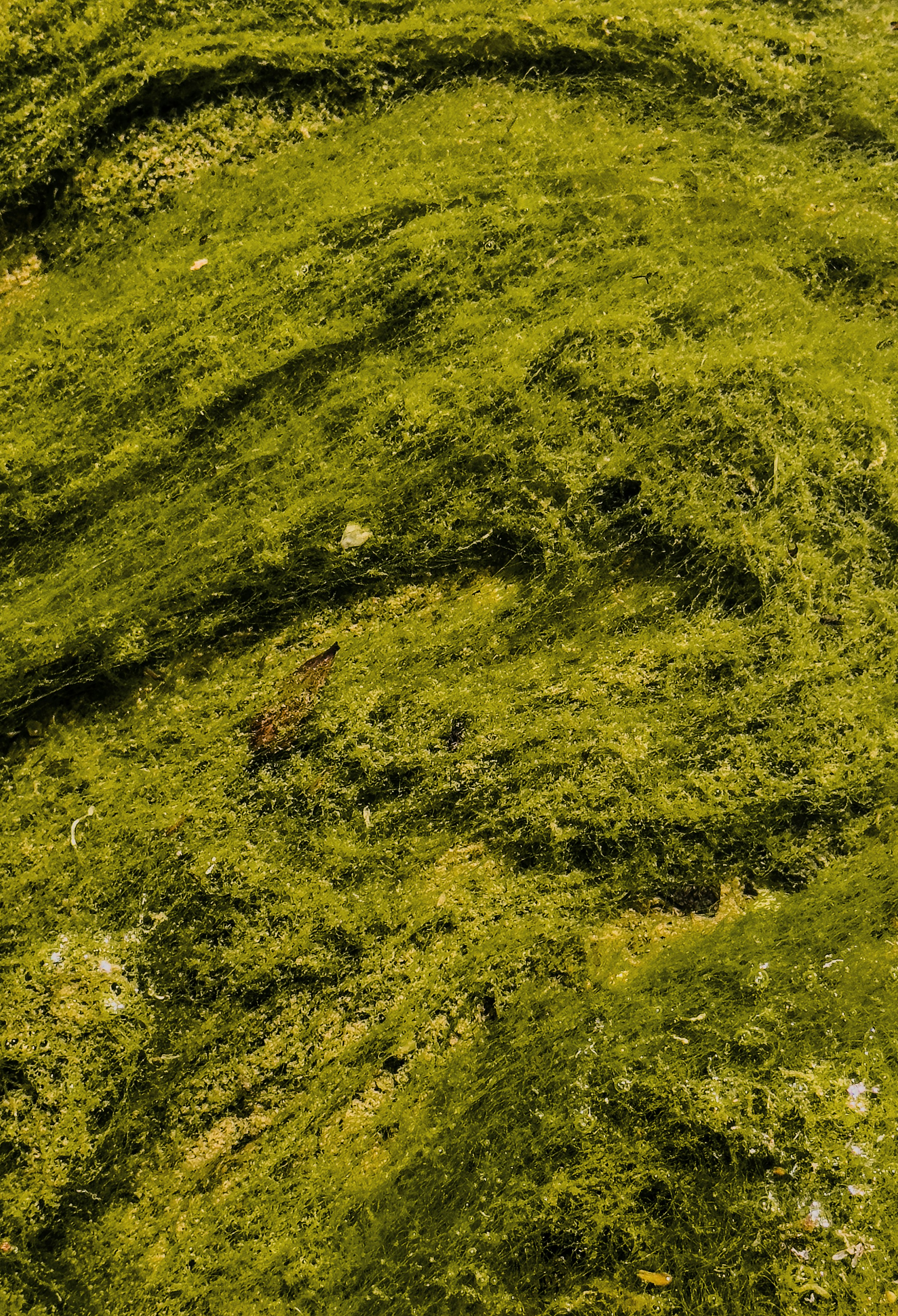 알지노믹스의 미래와 트렌드 분석