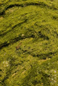 Time-lapse sequence showing microalgae growth from initial inoculation to dense culture.