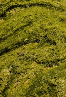 Close-up of thick algae layers being removed from a yacht's underwater surface by a professional diver.