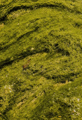 Time-lapse sequence showing microalgae growth from initial inoculation to dense culture.