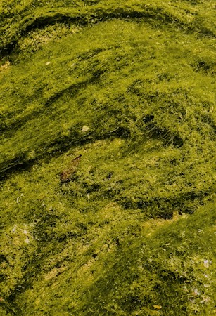 Harnessing Microalgae: A Sustainable Future