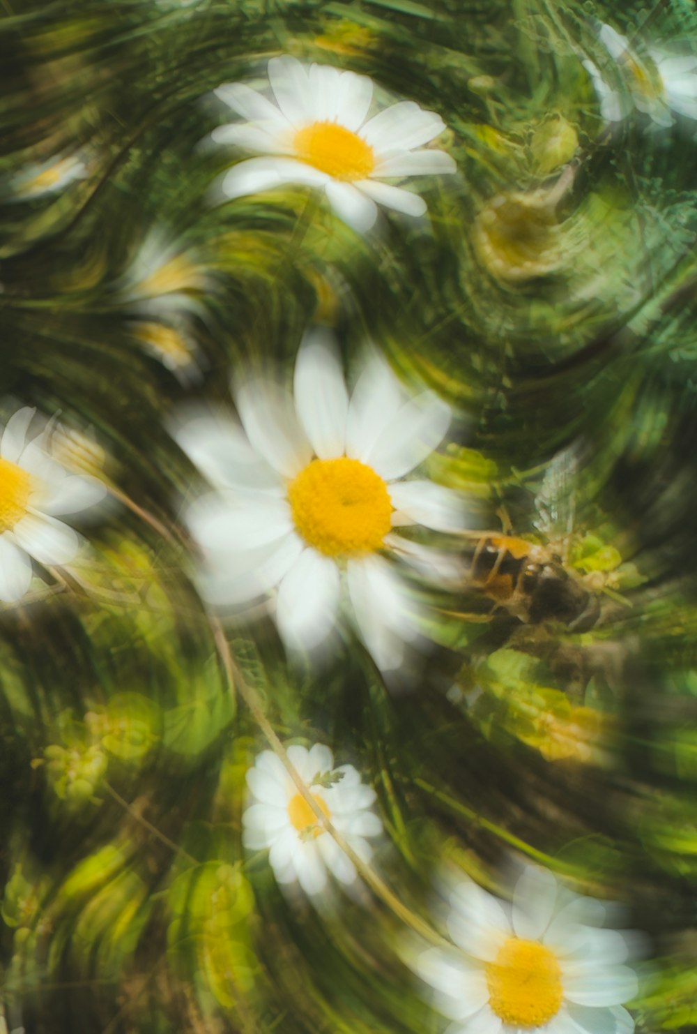 a blurry photo of white and yellow flowers