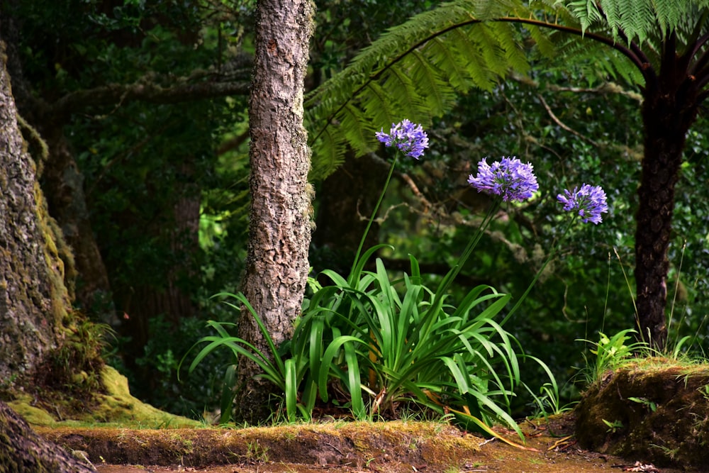 a group of purple flowers in the middle of a forest