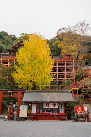 Main hall of Yutoku Inari Shrine framed by trees, Saga