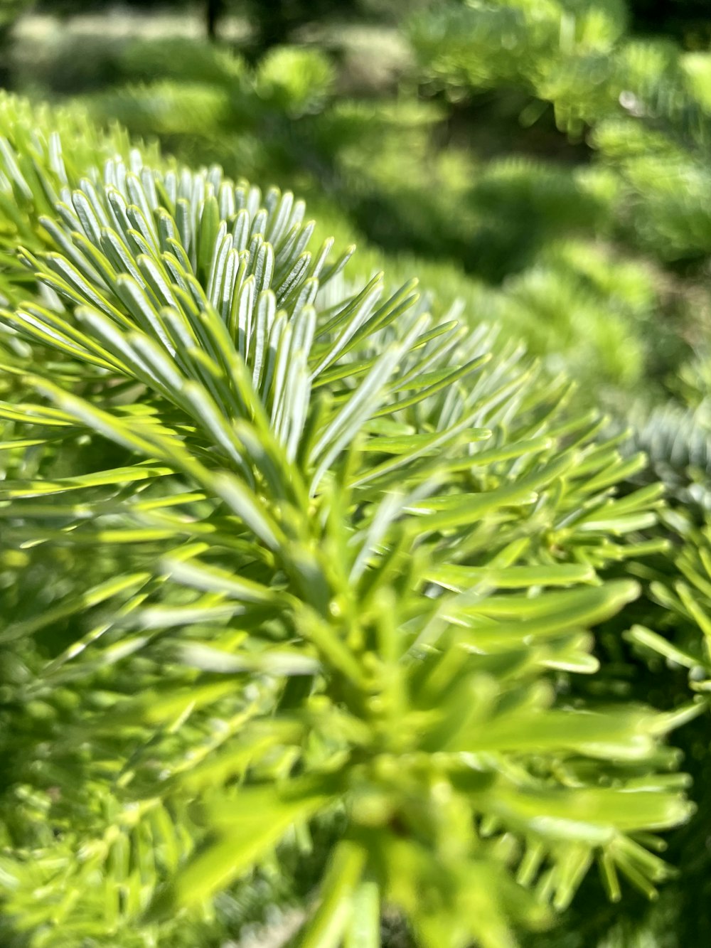 a close up of a green plant with lots of leaves