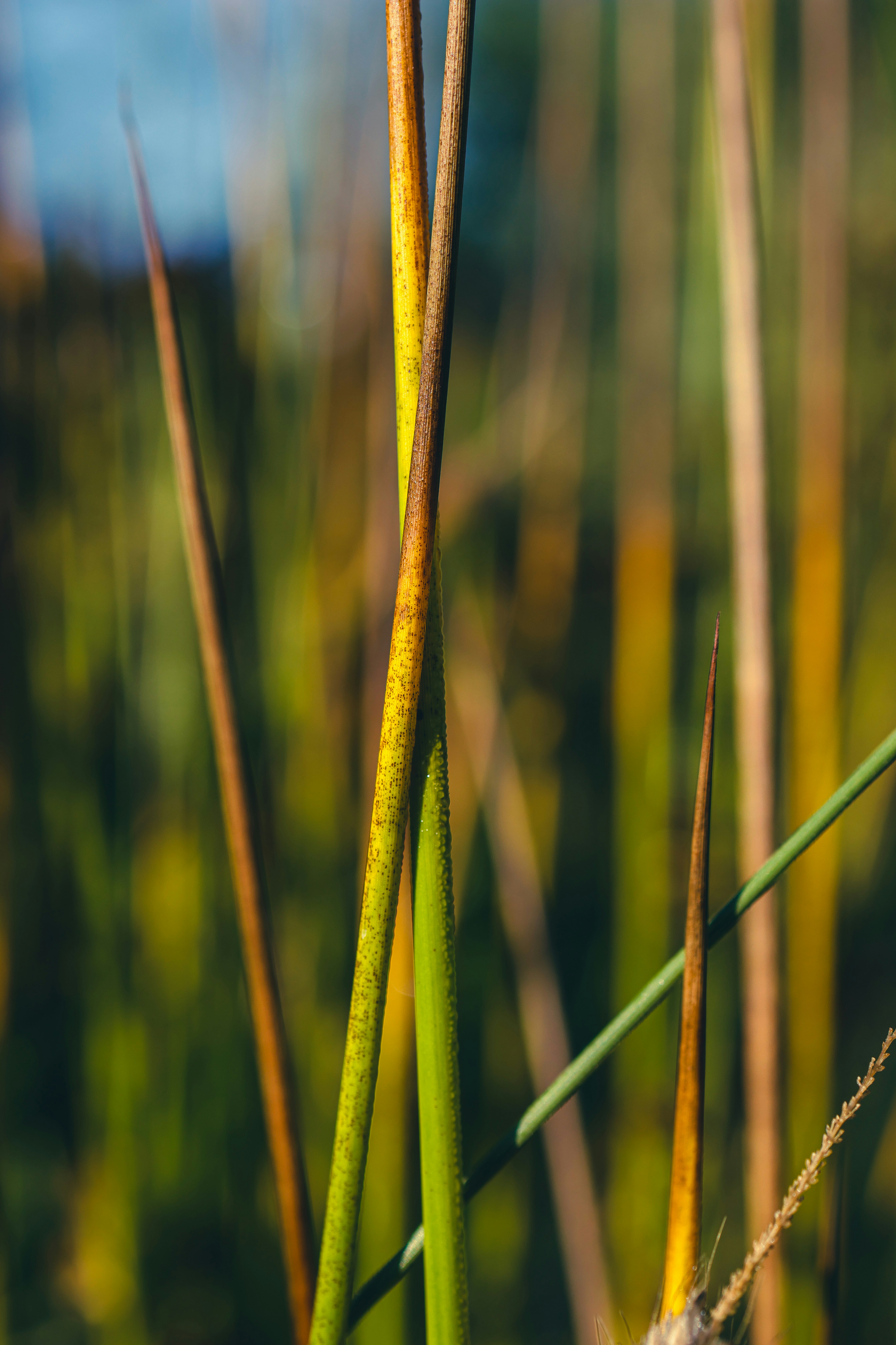 Photo by grievek1610begur