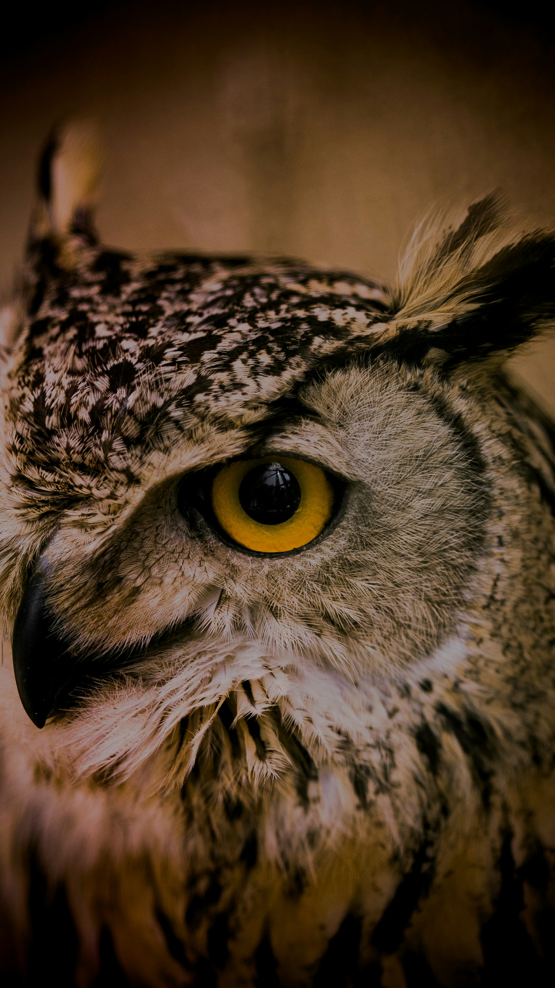 A close up of an owl with yellow eyes photo – Free Animal Image on Unsplash, image size:3000x5333