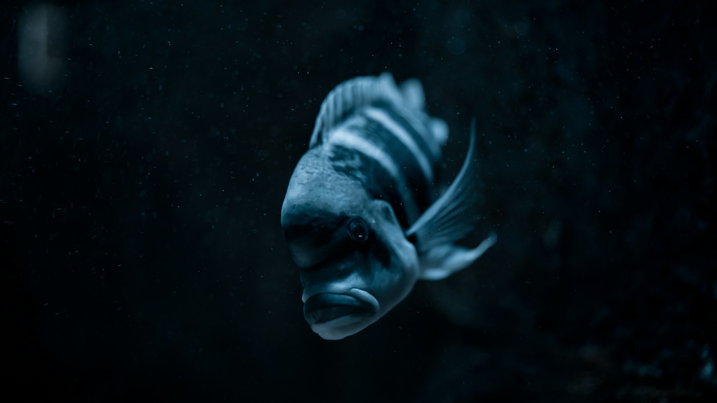 Tất Cả Hệ Biotope