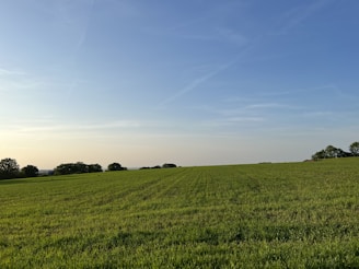 a field of grass with trees in the distance