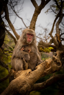 A mother monkey is sitting on a tree branch cradling her young baby closely. The background features bare tree branches and some green foliage. The mood is serene and affectionate.