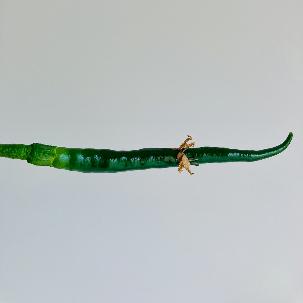 a lizard crawling on top of a green leaf