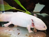 A vibrant axolotl with its feathery gills fanned out underwater.
