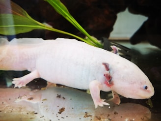 A light-colored axolotl is underwater near some green aquatic plants. The axolotl has visible gills and appears to be resting on a surface submerged in water.