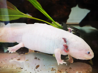 Friendly cartoon axolotl mascot waving with a bright neon backdrop.