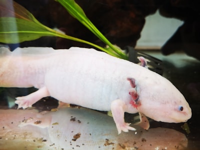 A light-colored axolotl is underwater near some green aquatic plants. The axolotl has visible gills and appears to be resting on a surface submerged in water.