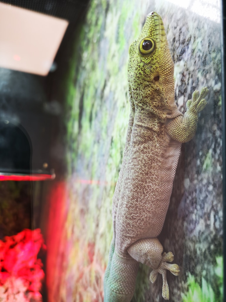 Gecko Keychain